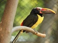 Toucan hatched for the first time in Sofia Zoo