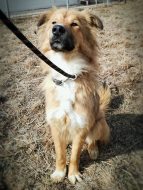 Безплатна регистрация и кастрация на кучета.  Безплатно осиновяване на кучета от общински приюти