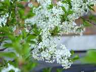 Преди Великден ще бъдат измити прилежащите площи около столичните храмове