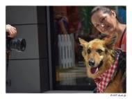 Успешно завърши осиновителската кампания на Екоравновесие „Подари си приятел“