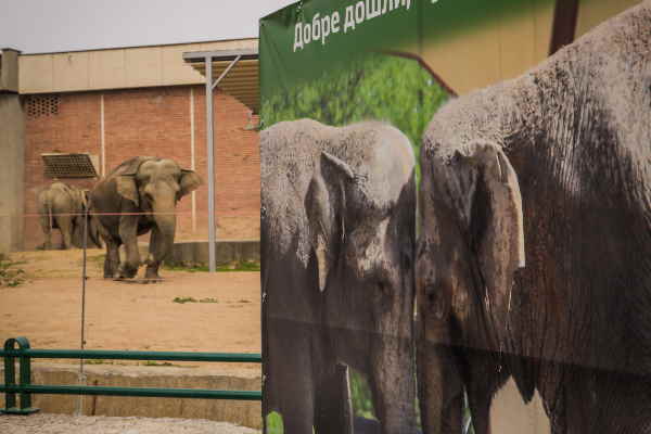 Слоновете Луиза и Фрося бяха представени за първи път пред публика
