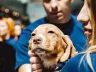 Кучета-бебета от общинския приют ще участват в „София диша“