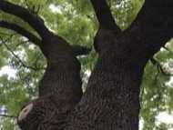 Предстои обследване на вековни дървета в Централна градска част