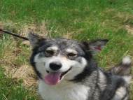 Предстои нова осиновителска акция на кучета в парка „Заимов“ в неделя