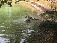 В езерото на Борисовата градина отново има зеленоглави патета