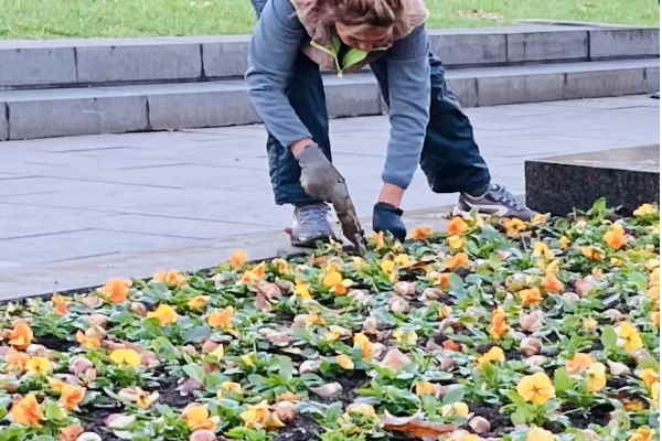 Започна засаждането на пролетните цветя в парковете и градините на София