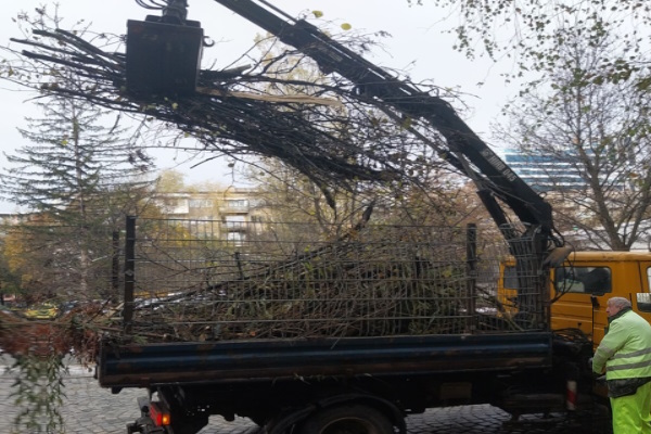 385 тона клони са извозили фирмите за почистване след снеговалежа до днес