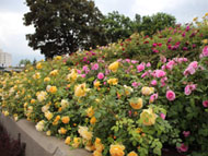 Standard & Poor's с положителна перспектива за кредитния рейтинг на София