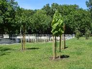 Посадиха 80 нови дървета в Северен парк