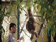 Столичният зоопарк ще прави всеки уикенд демонстративно хранене