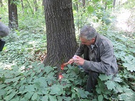 Започва маркирането на опасни, сухи и гнили дървета в Борисовата градина