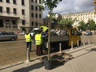 Започна есенното засаждане на дървета по улици и булеварди в София