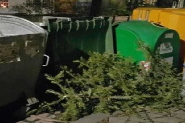 Не изхвърляйте естествените коледни елхи в общия отпадък, те могат да имат втори живот