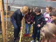 Засаждаме 930 нови дървета в дворове на детски градини и училища