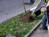 Подхранват над 1000 дървета в София с екологичен мулч