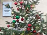 Столичната община призовава гражданите да засадят  живите  си  елхи в междублоковите пространства