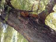 Предстои премахване на дърво от 