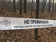 Започва премахването на сухите и опасни дървета, разположени до 25 м от алеите в 