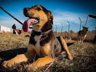 50 кучета от приютите на „Екоравновесие“ са намерили своя нов дом през януари