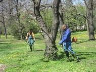 Екипи на фирмите, ангажирани с поддръжката на зелената система, косят в парковете и междублоковите пространства в София