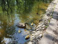 Излюпиха се първите бебета в Патешкото езеро на 