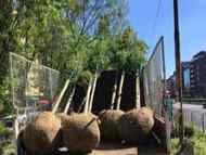 Засадени са първите 60 едрогабаритни дървета