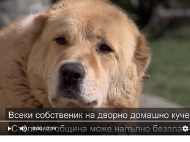 Стартира кампания за безплатно кастриране на дворни домашни кучета