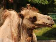 Нова камила в Столичния зоопарк