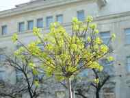 Близо 1 000 нови дървета в дворовете на училища и детски градини в София