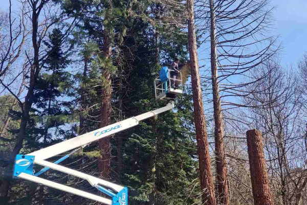 Студенти от НХА превръщат изсъхнали дървета в художествени пластики, посветени на птиците