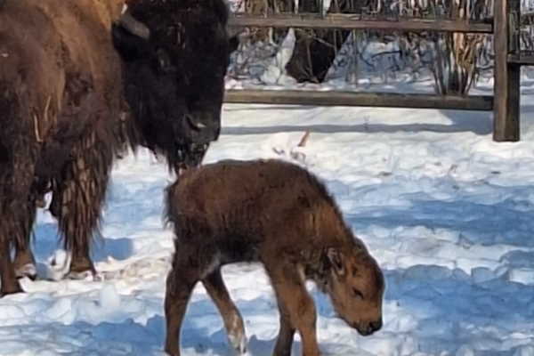 В Столичния зоопарк се роди малко бизонче