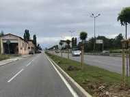 230 нови дървета покрай 