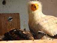 Излюпиха се два изключително редки египетски лешояда в Столичния зоопарк