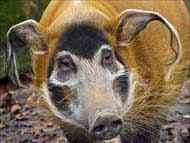 Столичният зоопарк с дарителска кампания за закупуване на женско четкоухо прасе