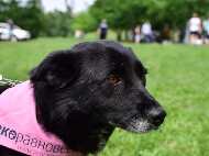 50 дворни кучета са кастрирани през юли по кампанията на „Екоравновесие”