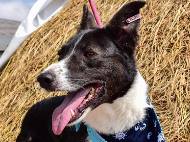 Близо четири пъти е намалял броят на бездомните кучета в София през последните години