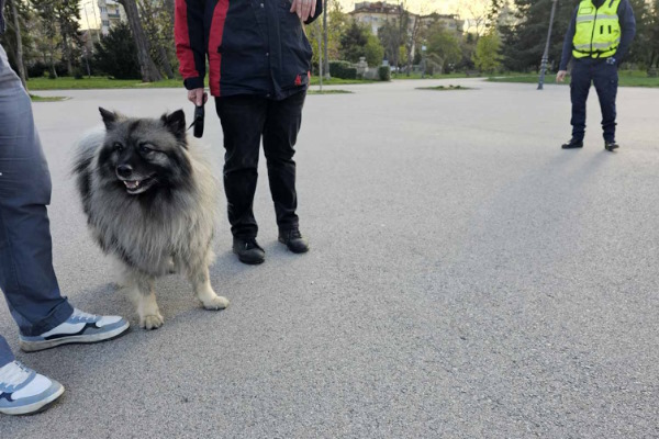 От началото на март досега в София са проверени близо 480 стопани на кучета