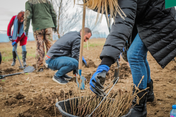 2600 фиданки засадиха доброволци за първия уикенд на „Новата гора на София – с. Негован“