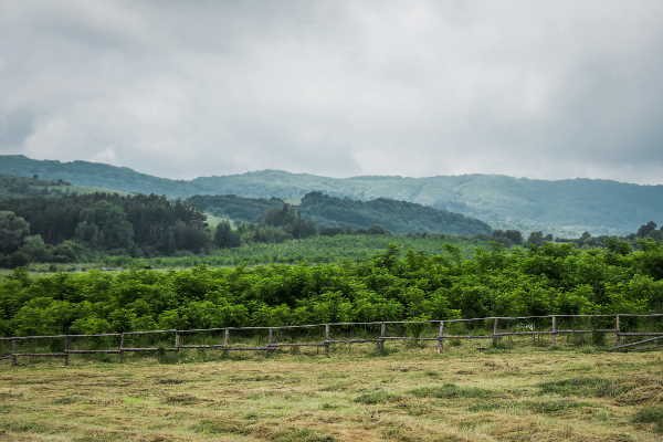 Започва пролетната залесителна кампания „Новата гора на София” 2024 г. на Столична община