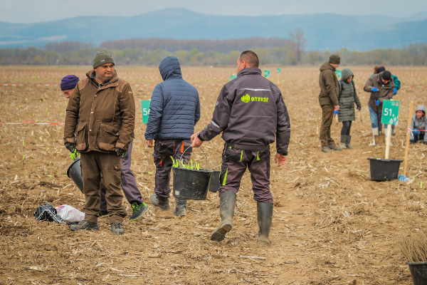 10 360 фиданки са засадени за два уикенда в Новата гора на София