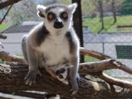 Рекорден брой животни са родени в Столичния зоопарк през 2018 г.