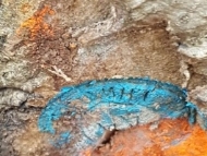 Предстои премахване на сухи, гнили и опасни дървета, разположени до 25 м от алеите в 