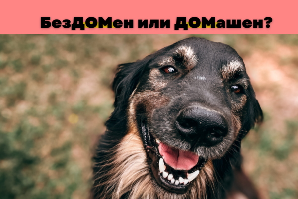 Столичната община с Кампания за осиновяване на бездомни животни