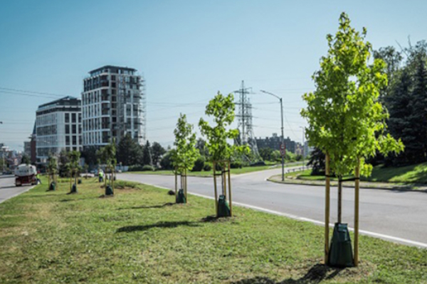 Заради жегите Столична община увеличава поливането на младите фиданки