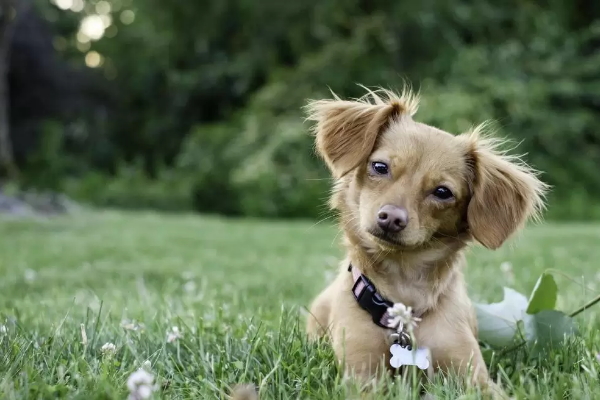 Близо 150 собственици на домашни любимци са проверени през месец септември