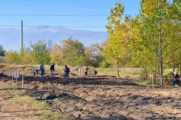 3750 фиданки са засадени в Новата гора на София от началото на есенния залесителен сезон досега