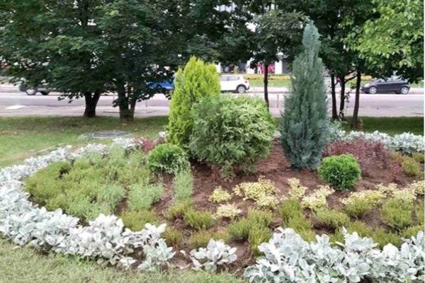 Над 30 000 дръвчета са засадени на територията на Столичната община през 2024 г.