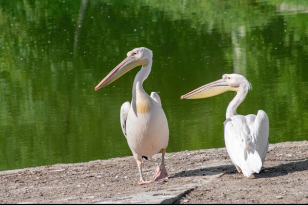 Столичният Зоопарк приюти като спасителен център диви животни и птици, пострадали при инциденти или отглеждани неправомерно