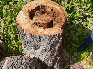 Столичната община подменя опасни дървета