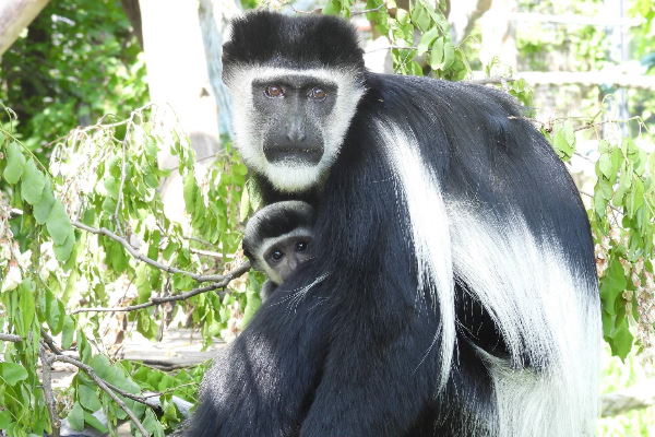 Малките в Софийския зоопарк